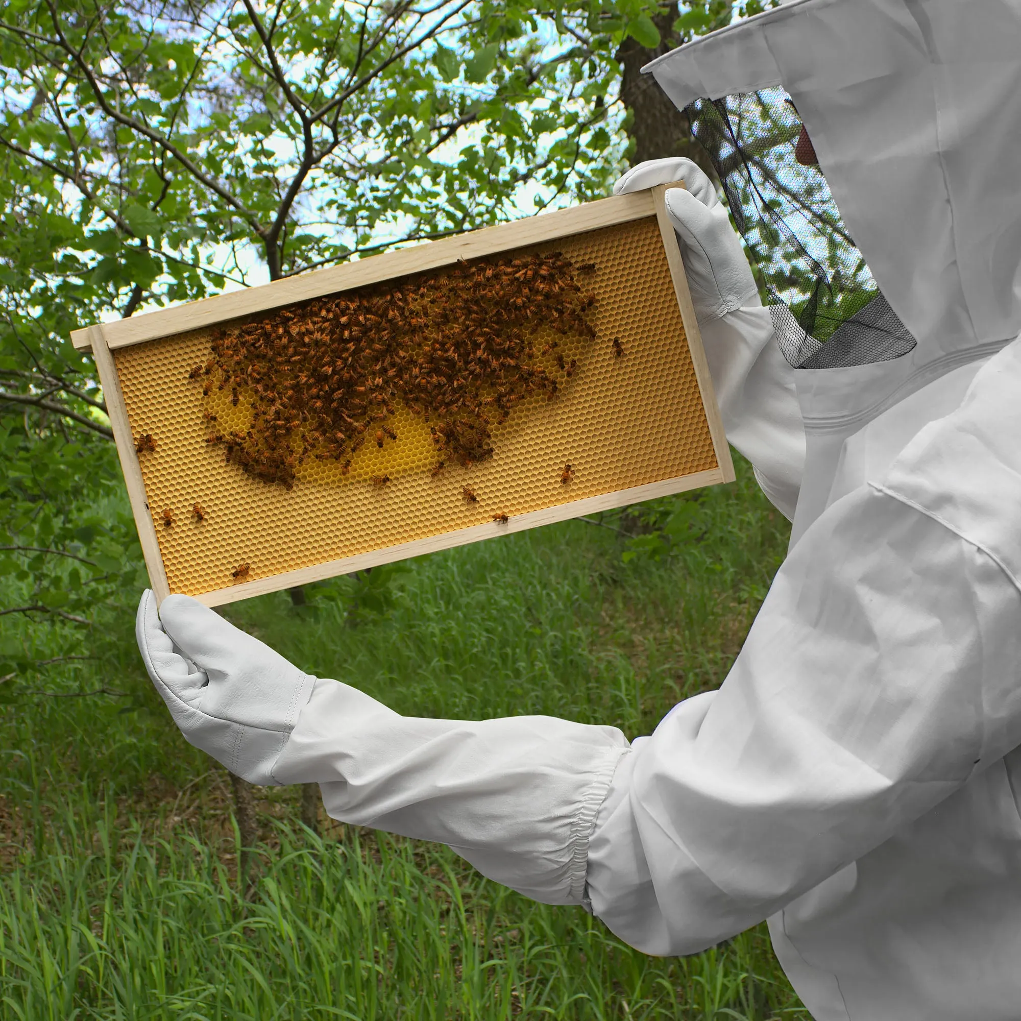 Beekeeping Gloves Goatskin Leather and Canvas Sleeves, Elastic Cuffs